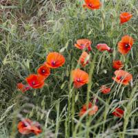 04-coquelicots