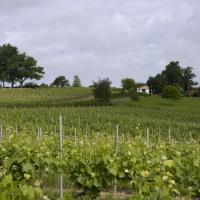 07-les vignes
