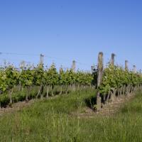 07-vignoble
