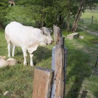 09-veau et vache