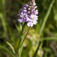 10-orchidée