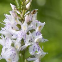 11-orchis