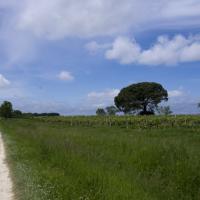 14-parmi les vignes