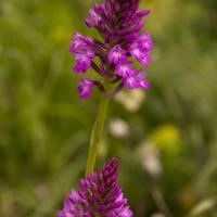 15-orchidée