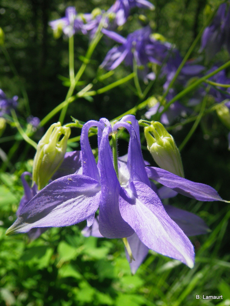 16-IMGP3452
