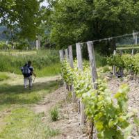 17-vignes...