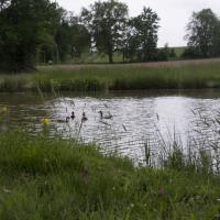 17-au bord de l'étang