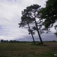 17-dans le sens du vent