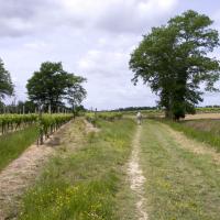 19-encore des vignes