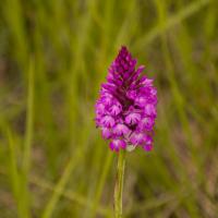 20-orchis
