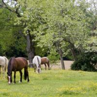 20-chevaux