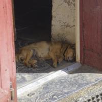 20-dure la vie de chien