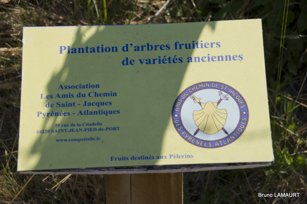 21-les arbres sont encore petits...