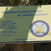 21-les arbres sont encore petits...