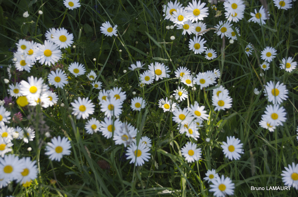 24-marguerite