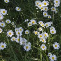 24-marguerite