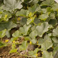 32-melon en devenir