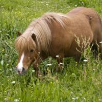42-cheval