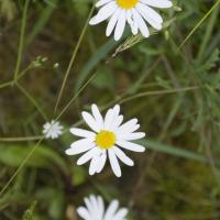 51-marguerites