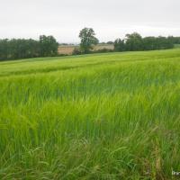 57-les champs vers la ferme de Villeneuve