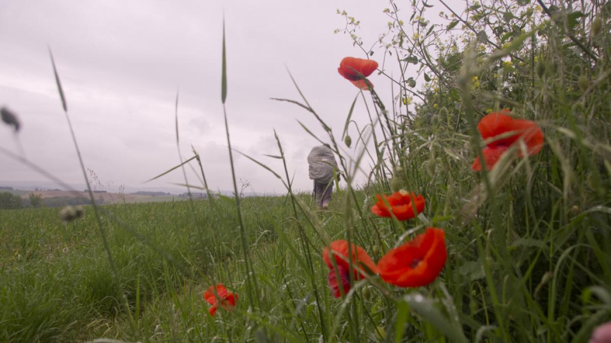 chemin fleuri