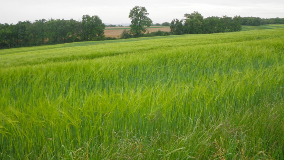 près de la ferme de Villeneuve